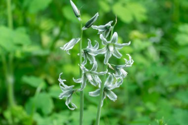 Çayırdaki sarkık yıldız Beytüllahim 'in beyaz çiçekleri. Ornithogalum nutans çanları ve tomurcukları, kuşkonmaz familyasının bir türüdür. Kafa sallayan süt yıldızının soğanlı bitkisi. Beyaz-yeşil kır çiçekleri.