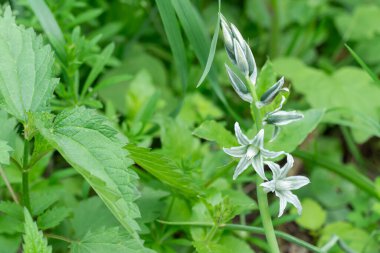 Çayırdaki sarkık yıldız Beytüllahim 'in beyaz çiçekleri. Ornithogalum nutans çanları ve tomurcukları, kuşkonmaz familyasının bir türüdür. Kafa sallayan süt yıldızının soğanlı bitkisi. Beyaz-yeşil kır çiçekleri.
