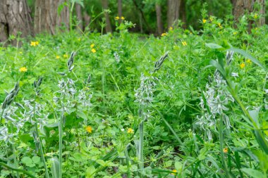 Çayırdaki sarkık yıldız Beytüllahim 'in beyaz çiçekleri. Ornithogalum nutans çanları ve tomurcukları, kuşkonmaz familyasının bir türüdür. Kafa sallayan süt yıldızının soğanlı bitkisi. Beyaz-yeşil kır çiçekleri.