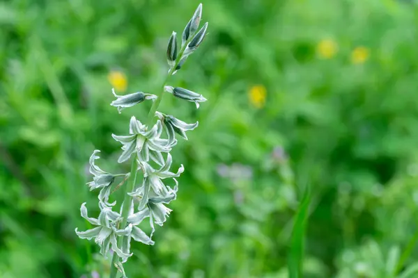 stock image White flowers of drooping star bethlehem on meadow. Bells and buds  of ornithogalum nutans is species of herbaceous asparagaceae family. Bulbous plant of nodding milk star. White-green wildflowers.