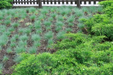 Parkta ardışık yatay yeşil fidanlar ve kurtarıcı çayırlar yetişiyor. Bitkisel bitki festuca pratensis ve juniperus horizontalis bahçe ve ekme için. Yeşil renkte dekoratif doğal çit.