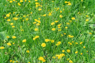 Baharda çiçek açan sarı karahindiba çiçekleri. İlkbaharda taraxacum officinale 'in detaylarını verir. Tıbbi şifalı ot ve gıda malzemesi olarak kullanılan balon topu. Yenilebilir taze bitkiler aster ailesi veya kompozitae.