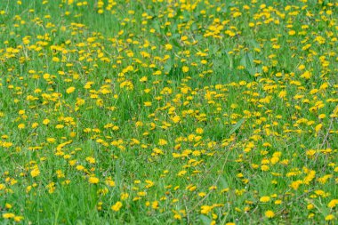 Baharda çiçek açan sarı karahindiba çiçekleri. İlkbaharda taraxacum officinale 'in detaylarını verir. Tıbbi şifalı ot ve gıda malzemesi olarak kullanılan balon topu. Yenilebilir taze bitkiler aster ailesi veya kompozitae.