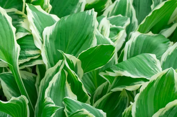 stock image Green white leaves of hosta in garden close-up. Genus of perennial herbaceous plants of asparagus family. Shade-tolerant foliage in gardening and landscape design. Natural floral ornament.