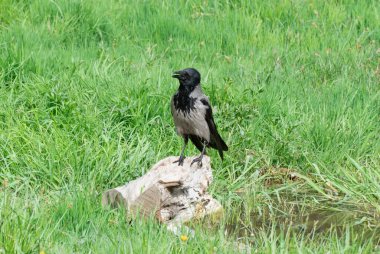 Hooded gray crow sits on stump near the water. Corvus cornix is eurasian bird species from the genus raven on lawn. Corvus corone cornix in wild. Also called the scald crow or hoodie. Passerine bird. clipart