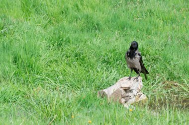 Kapüşonlu gri karga suyun yanındaki kütüğe oturur. Corvus cornix, Avrasya 'da yetişen bir kuş türüdür. Corvus Corone Cornix vahşi doğada. Ayrıca kavrulmuş karga ya da kapüşonlu kapüşonlu da denir. Yoldan geçen kuş.
