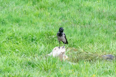 Kapüşonlu gri karga suyun yanındaki kütüğe oturur. Corvus cornix, Avrasya 'da yetişen bir kuş türüdür. Corvus Corone Cornix vahşi doğada. Ayrıca kavrulmuş karga ya da kapüşonlu kapüşonlu da denir. Yoldan geçen kuş.