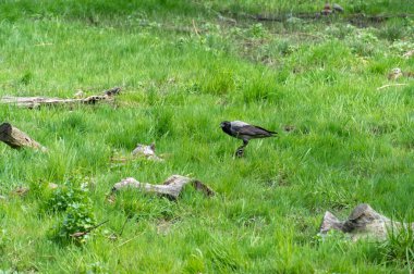 Kapüşonlu gri karga çürük kütük ağacında oturuyor. Corvus cornix, Avrasya 'da yetişen bir kuş türüdür. Corvus Corone Cornix vahşi doğada. Ayrıca kavrulmuş karga ya da kapüşonlu kapüşonlu da denir. Yoldan geçen kuş.