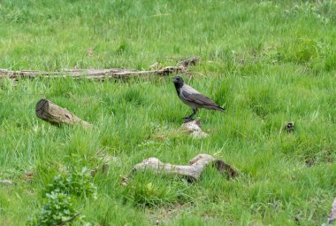 Hooded gray crow sits on stump rotten tree. Corvus cornix is eurasian bird species from the genus raven on lawn. Corvus corone cornix in wild. Also called the scald crow or hoodie. Passerine bird. clipart