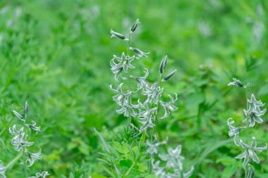 White flowers of drooping star bethlehem on meadow. Bells and buds  of ornithogalum nutans is species of herbaceous asparagaceae family. Bulbous plant of nodding milk star. White-green wildflowers. clipart