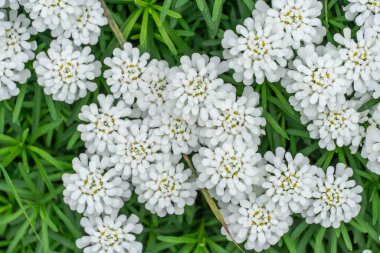 Çiçek tarhında küçük beyaz çiçek desenli iberiler. Bahçede her zaman çiçek açan şekerleme bitkisi. Güzel küçük çiçekler ilkbaharda açılır. Beyaz renkli çiçek arkaplan duvar kağıtları.