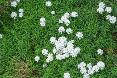 Group of little white flowers iberis sempervirens on flower bed. Blooming of candytuft plant perennial in garden. Beautiful small flowers opens springtime. Floral background wallpapers in white color. clipart