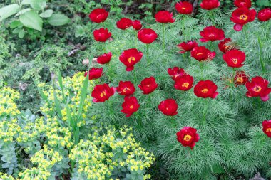 Çiçek açan kırmızı şakayık, bahçede bırakılmış. Herbaceous türleri peeonia tenuifolia yakından. Güzel çiçek girdapları arka planda yeşil ince yapraklarla açılır. Bahar doğası çiçek açtı..