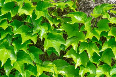 Yaşlı taşın üzerinde üç yapraklı yabani bakire üzümleri. Duvar sarmaşık yaprağından yeşil çitlerle kaplı. Partenosissus triküpipidata 'yı eko stili çitlere yerleştirir. Sarmaşık şekilli ağaç türü.