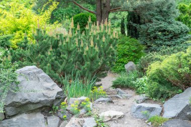 Manzara tasarımında doğal taş uygulaması. Bahçedeki taş patikada çalılar, ağaçlar, çiçekler. Bahçe işlerinde manikürlü güzel bitkiler. Kamu parkındaki dış manzaraya bak. Örnek tasarımcılar.