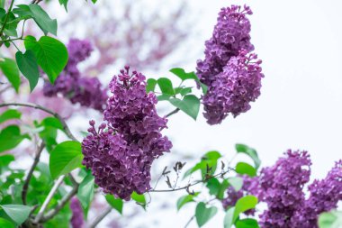Bahçedeki leylak çiçeğinin güzel kokulu dalları. Bush şırıngası fundalıkların aile koleji. İlkbaharda leylağın çiçeklenmesi. Arka plandaki mor çiçeklerin enfeksiyonu yeşil yapraklar.