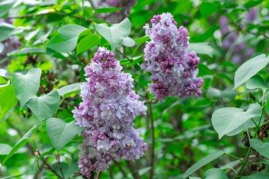 Çiçekli leylak kokulu dallar Katherine 'in bahçesinde. Bush şırıngası, aile yadigarı. İlkbaharda leylağın çiçeklenmesi. Menekşe lavantalı çifte çiçeğin aşılanması