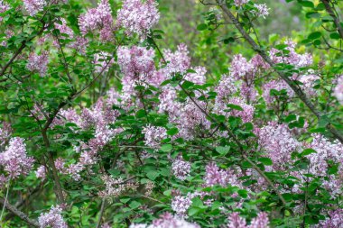 Bahçedeki leylak çiçeğinin güzel kokulu dalları. Bush şırıngası, çalıların ergenliği, aile koleji. İlkbaharda yumuşacık leylak çiçekleri. Arka plandaki mor çiçeklerin enfeksiyonu yeşil yapraklar.