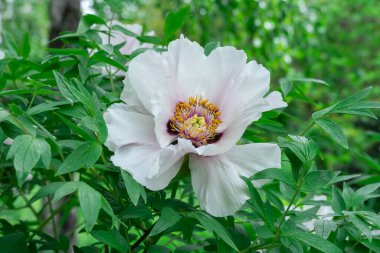 White tree peony blossoms in spring botanical garden. Floral background of delicate flower paeonia suffruticosa. Feng dan bai against of green leaves. Blooming shrub large buds in family paeoniaceae. clipart