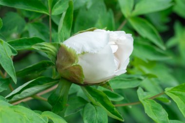 White tree peony blossoms in spring botanical garden. Floral background of delicate flower paeonia suffruticosa. Feng dan bai against of green leaves. Blooming shrub large buds in family paeoniaceae. clipart