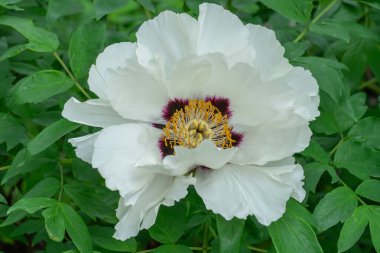 Bahar botanik bahçesinde beyaz şakayık çiçekleri. Çiçeklerin narin arka planında peeonia funruticosa var. Feng dan bai yeşil yapraklara karşı. Çiçek açan çalılar aile sübyancılığında büyük tomurcuklar..