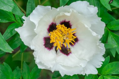 Bahar botanik bahçesinde beyaz şakayık çiçekleri. Çiçeklerin narin arka planında peeonia funruticosa var. Feng dan bai yeşil yapraklara karşı. Çiçek açan çalılar aile sübyancılığında büyük tomurcuklar..