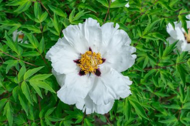 Bahar botanik bahçesinde beyaz şakayık çiçekleri. Çiçeklerin narin arka planında peeonia funruticosa var. Feng dan bai yeşil yapraklara karşı. Çiçek açan çalılar aile sübyancılığında büyük tomurcuklar..