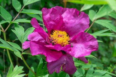 Bahar botanik bahçesinde mor şakayık çiçekleri. Çiçeklerin narin arka planında peeonia funruticosa var. Yeşil yapraklara karşı Magenta. Çiçek açan çalılar aile sübyancılığında büyük tomurcuklar..