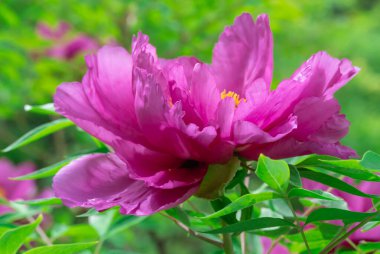 Bahar botanik bahçesinde mor şakayık çiçekleri. Çiçeklerin narin arka planında peeonia funruticosa var. Yeşil yapraklara karşı Magenta. Çiçek açan çalılar aile sübyancılığında büyük tomurcuklar..