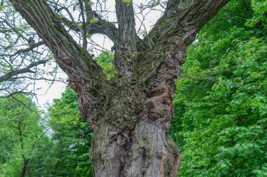Parkta sıra dışı kıvrımlı büyük bir ağaç. Alışılmadık bir şekilde bükülmüş. Gizemli ağaç dalı fantezisi. Harika bir doku kahverengi kabuğu var. Bahçede deforme olmuş tuhaf bir ağaç. Doğada ahşap