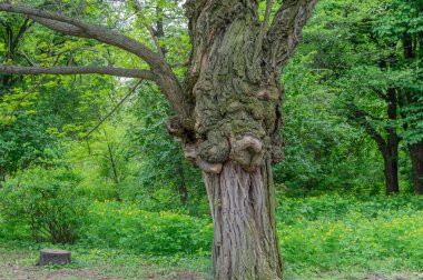 Parkta sıra dışı kıvrımlı büyük bir ağaç. Alışılmadık bir şekilde bükülmüş. Gizemli ağaç dalı fantezisi. Harika bir doku kahverengi kabuğu var. Bahçede deforme olmuş tuhaf bir ağaç. Doğada ahşap