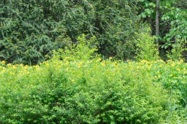 Sarı çiçekler çayırlarda ve çayırlarda yetişir. Haşhaş familyasının şifalı Chelidonium bitkisi. Genellikle geleneksel alternatif tıpta kullanılır. Yaban çiçeği baharı..