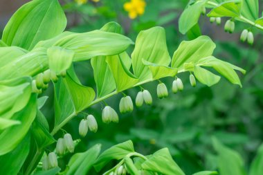 Bir sıra küçük beyaz çiçek somonları botanik bahçesinde çiçek açar. İlkbaharda daimi bitki poligonatum multiflorum. Davidler doğal parktaki aile kuşkonmazında arp ederler. Yeşillik bitkisi.