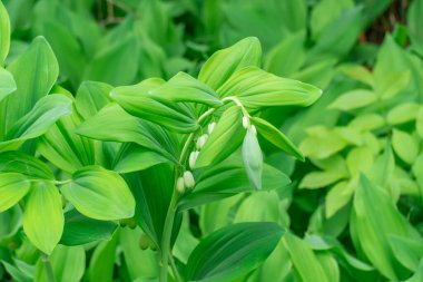 Bir sıra küçük beyaz çiçek somonları botanik bahçesinde çiçek açar. İlkbaharda daimi bitki poligonatum multiflorum. Davidler doğal parktaki aile kuşkonmazında arp ederler. Yeşillik bitkisi.