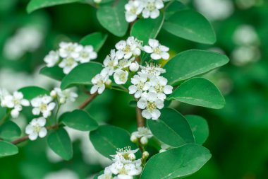 Çiçek açan dallar bahçeye serpilmiş beyaz çiçekler. Spiraea ya da yaprak döken çalı çiçekleri yetiştirir. Bahçe düzenleme ve çitleri düzenlemede kullanılır. Park dekorasyonu.