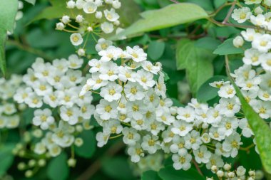 Çiçek açan dallar bahçeye serpilmiş beyaz çiçekler. Spiraea ya da yaprak döken çalı çiçekleri yetiştirir. Bahçe düzenleme ve çitleri düzenlemede kullanılır. Park dekorasyonu.