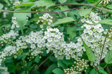 Çiçek açan dallar bahçeye serpilmiş beyaz çiçekler. Spiraea ya da yaprak döken çalı çiçekleri yetiştirir. Bahçe düzenleme ve çitleri düzenlemede kullanılır. Park dekorasyonu.