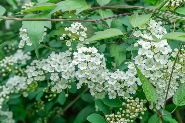 stock image Blooming branch white flowers spirea in garden. Plants spiraea or meadowsweet of deciduous ornamental shrub of family rosaceae. Used in landscaping and organizing hedges in gardening. Park decoration.