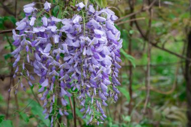 Bahar mor çiçekleri bahçede çiçek açıyor. Wisteria Sinensis Çiçeği dikey asılma yarışıdır. Baklagil familyasından mavi bitki salkımı. Büyük ahşap yaprak döken sarmaşıklar..