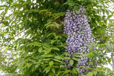 Bahar mor çiçekleri bahçede çiçek açıyor. Wisteria Sinensis Çiçeği dikey asılma yarışıdır. Baklagil familyasından mavi bitki salkımı. Büyük ahşap yaprak döken sarmaşıklar..