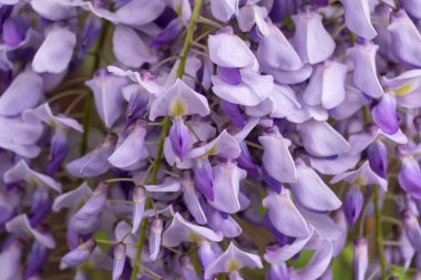 Bahar mor çiçekleri bahçede çiçek açıyor. Wisteria Sinensis Çiçeği dikey asılma yarışıdır. Baklagil familyasından mavi bitki salkımı. Büyük ahşap yaprak döken sarmaşıklar..