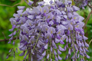 Bahar mor çiçekleri bahçede çiçek açıyor. Wisteria Sinensis Çiçeği dikey asılma yarışıdır. Baklagil familyasından mavi bitki salkımı. Büyük ahşap yaprak döken sarmaşıklar..