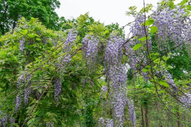 Bahar mor çiçekleri bahçede çiçek açıyor. Wisteria Sinensis Çiçeği dikey asılma yarışıdır. Baklagil familyasından mavi bitki salkımı. Büyük ahşap yaprak döken sarmaşıklar..