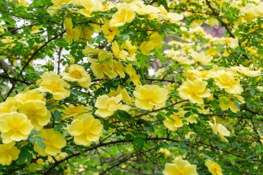 Yellow flowers of bush rosa hugonis blooming in garden. Deciduous shrub of father hugos rose with arching habit. Golden rose china five petals. Landscape in effective barrier or hedge family rosaceae. clipart
