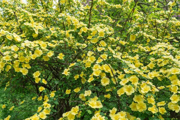 stock image Yellow flowers of bush rosa hugonis blooming in garden. Deciduous shrub of father hugos rose with arching habit. Golden rose china five petals. Landscape in effective barrier or hedge family rosaceae.