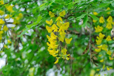 Bahçede açan sarı çiçekli laburum kümeleri. Laburnum alpinum çiçeği dikey asılma yarışıdır. Baklagil familyasından İskoç laburnum yetiştiriyor. Alp fasulyesi ya da budama ağacı şeklinde altın duş..