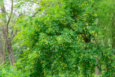 Caragana shrub or yellow steppe acacia blossom in garden. Bush caragana frutex blooming and lush flowering siberian peashrub. Acacia tree branch with green leaves and yellow flowers chapyzhnik. clipart