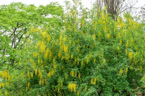 Bahçede açan sarı çiçekli laburum kümeleri. Laburnum alpinum çiçeği dikey asılma yarışıdır. Baklagil familyasından İskoç laburnum yetiştiriyor. Alp fasulyesi ya da budama ağacı şeklinde altın duş..