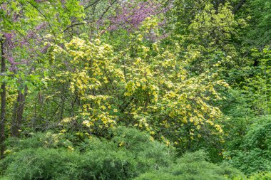 Pembe cercis canadensis ağacı ve sarı çalı rosa hugonis tasarım bahçesinde. Çiçekli kırmızı tomurcuk haşereleri ve çiçekli altın gül porselenleri. Mor bahar çiçekleri bagryannik ve baba hugolar parkta yükseldi..