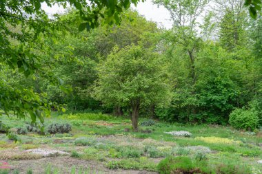 Arka bahçesinde çiçek fidanları olan bahçe yatakları. Botanik bahçesinde fidanlık fidanlığı. Şehir parkında ve bahar saha çalışmalarında daimi kültür. Yaz boyunca sıralı otlar. Bahçecilik.